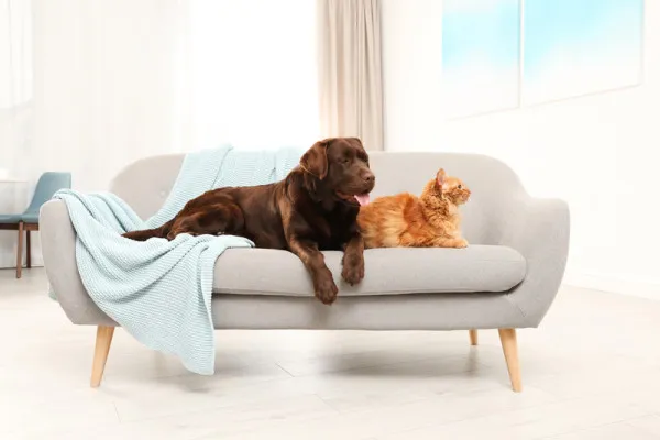 Pes, kočka a sedačka